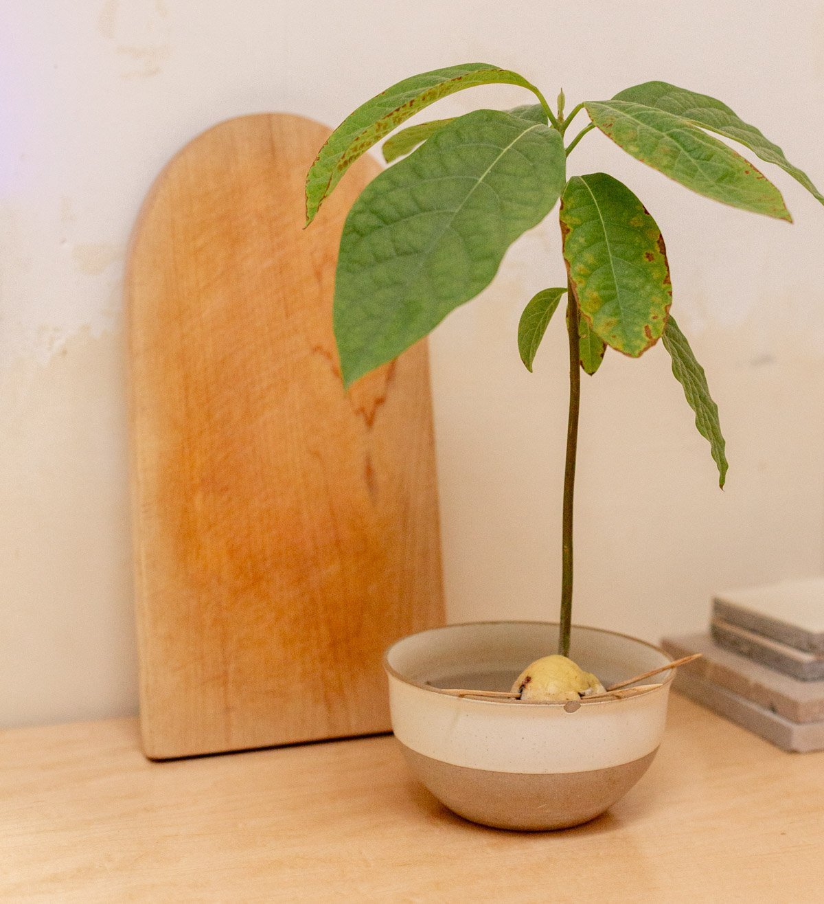 growing avocado plant in a shallow bowl