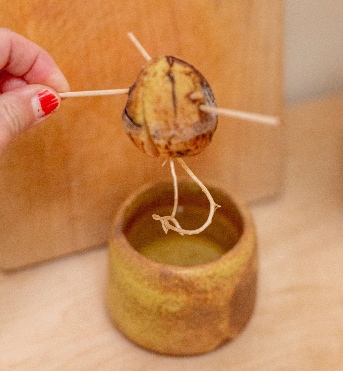 avocado pit with roots growing from the bottom