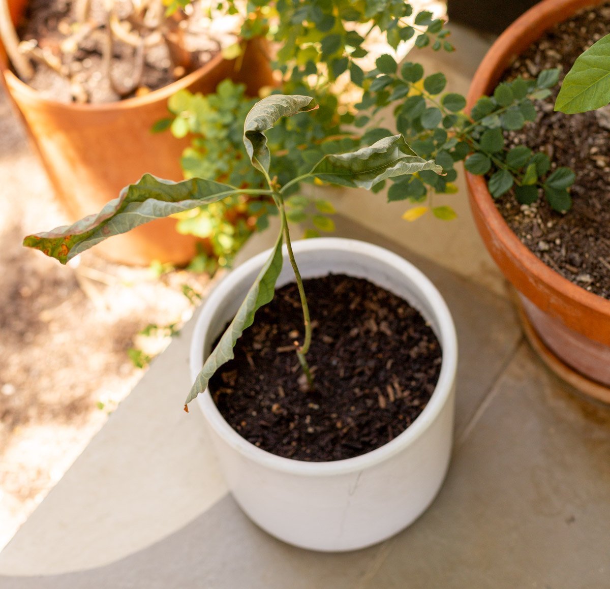 dying plant