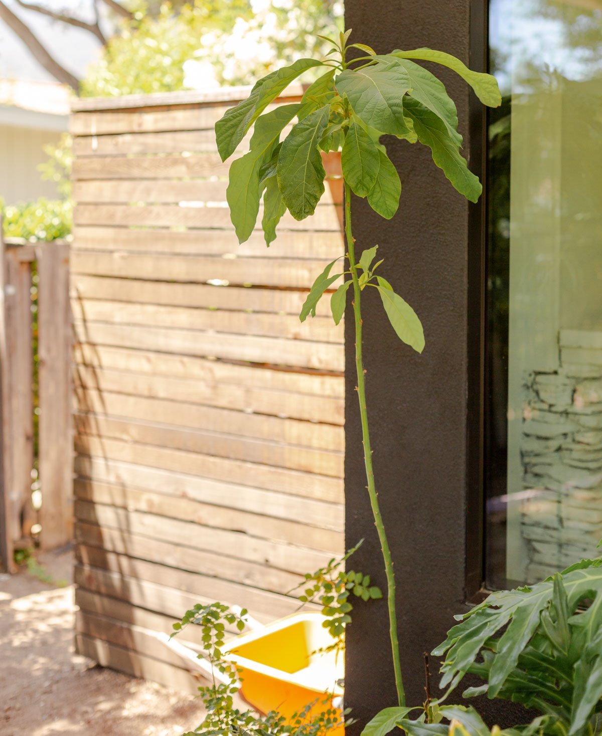 skinny avocado tree on front porch